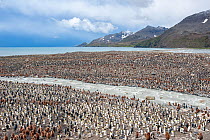 King Penguin (Aptenodytes patagonicus) colony next to river, at Salisbury Plain, South Georgia.