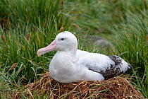 Wandering Albatross (Diomedea exulans) on nest. Prion Island, South Georgia.
