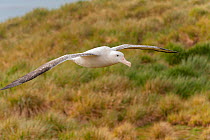 Wandering Albatross (Diomedea exulans) in flight. Prion Island, South Georgia.