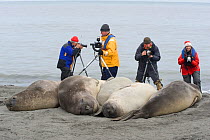 Photographers and Southern Elephant Seals. (Mirounga leonina) St Andrew&#39;s Bay, South Georgia.