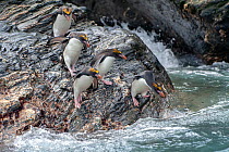 Macaroni penguins (Eudyptes chrysolophus). Royal Bay. South Georgia.