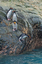 Macaroni penguins (Eudyptes chrysolophus) entering water. Royal Bay, South Georgia.