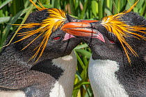 Macaroni penguins (Eudyptes chrysolophus) pair preening in courtship display, South Georgia.