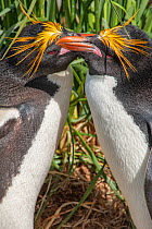 Macaroni penguins (Eudyptes chrysolophus) pair preening in courtship display, South Georgia.