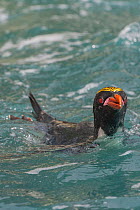 Macaroni penguins (Eudyptes chrysolophus) in water. Royal Bay, South Georgia. Medium repro only