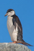 Chinstrap penguin (Pygoscelis antarctica), Ronge Island, Antarctica. Medium repro only