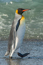 King penguin (Aptenodytes patagonicus) leaving water, South Georgia Island, sub Antarctic Island. Medium repro only