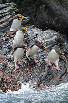 Macaroni penguins (Eudyptes chrysolophus). Royal Bay. South Georgia. Medium repro only