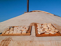 Goat cheese curing on roof of Ger (yurt), Gobi Desert. Mongolia.