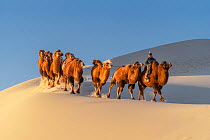A herder with Bactrian camels riding in the Hongoryn Els sand dunes in the Gobi Desert in southern Mongolia.