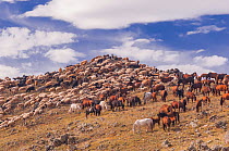 Herd of goats and horses. Backcountry of Mongolia.
