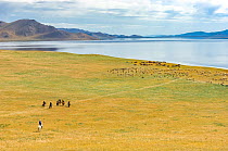 Herders on horseback, and their herd, Lake Khovsgol, Mongolia. August 2005.