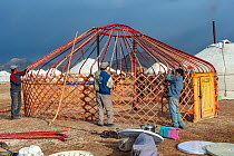 Assembling a ger (Yurt) at the Eagle Hunters festival near Ulgii Western Mongolia.