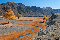 Autumn colour along meandering river bank, River Khovd, Altai Mountains, Bayan-Ulgii, Western Mongolia.
