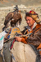 Eagle hunter with female golden eagles (Aquila chrysaetos) in route to the Eagle Hunters festival near Ulgii Western Mongolia,