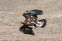 Golden Eagle (Aquila chrysaetos) female in flight during competition at the Eagle Hunters festival near Ulgii Western Mongolia.