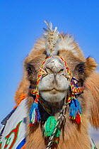 Bactrian camel at the Eagle Hunters festival near Ulgii Western Mongolia.