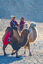 Men on camels at the Eagle Hunters festival near Ulgii Western Mongolia.