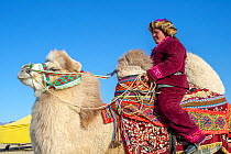 Man on camel at the Eagle Hunters festival near Ulgii Western Mongolia.