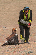 Kazakh Golden Eagle Hunter with his Eagle. Eagle Hunters Festival, Altai Mountains, Bayan-Ulgii, Western Mongolia. Medium repro only