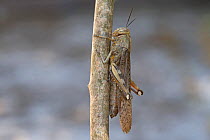 Egyptian grasshopper (Anacridium aegyptium) on branch. Mallorca, Spain. August.