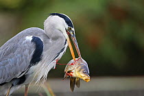 Grey heron (Ardea cinerea) feeding on fish, blood squirting from body of fish. Norwich, Norfolk, England, UK. October.