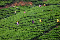 Tea pickers working on tea plantation. Tissa, Sri Lanka. 2019.