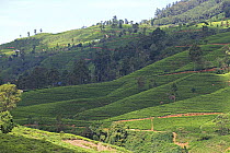 Tea plantation on hillside with scattered trees and forest. Tissa, Sri Lanka, 2019.