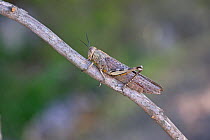 Egyptian grasshopper (Anacridium aegyptium) on branch. Mallorca, Spain. August.