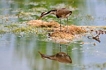 Wattled jacana (Jacana jacana), Juvenile in a shallow pond, Pantanal, Mato Grosso do Sul, Brazil.