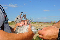 Audouin's gull (Larus audouinii), chick held during bird ringing, Tarragona, Spain, June.