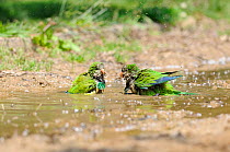 Monk parakeet (Myiopsitta monachus), two individuals having a bath in a city park, Note they are identified for a study with medals, as they tend to destroy leg rings, Barcelona, Spain, May.