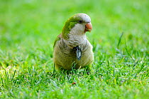 Monk parakeet (Myopsitta monachus), Introduced and well established species in many Spanish cities, This individual is eating grass, Note it is identify with a medal for a study, as they tend to destr...