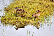 Brazilian teal (Amazonetta brasiliensis) pair (male right and female left) resting on the shore of a marshland, Pantanal Mato Grosso do Sul, Brazil,
