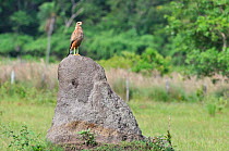Savannah hawk (Buteogallus meridionalis) using a large rock as a look out post, Pantanal Mato Grosso do Sul, Brazil, December,