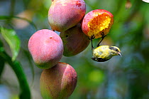 Bananaquit (Coereba flaveola) feeding on mangoes opened by bats during the night, San Andres island, Caribbean, Colombia,