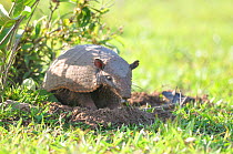 Six-banded armadillo (Euphractus sexcinctus) out of its burrow in a livestock farm, Pantanal, Mato Grosso do Sul, Brazil,