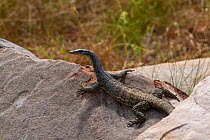 Kimberley rock monitor (Vanranus glauerti), King George Falls, Kimberley , Kimberley, Western Australia.