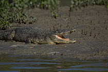 Estuarine crocodile (Crocodylus porosus) in Porosus Creek, Kimberley coast , Kimberley, Western Australia.