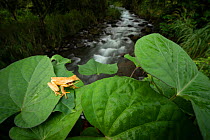Masked treefrog (Smilisca phaeota) on leaves beside mountain stream. Arenal, Costa Rica. Controlled conditions.