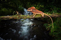 Helmeted iguana (Corytophanes cristatus) on fallen tree trunk over mountain stream. In cloud forest, Arenal, Costa Rica. Controlled conditions.