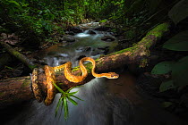 Ringed tree boa (corallus annulatus) coiled around fallen tree over stream. Arenal, Costa Rica. Controlled conditions.