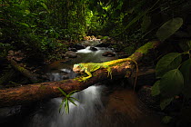 Green iguana (Iguana iguana) on log over stream. Arenal, Costa Rica. Controlled conditions.