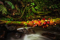 Milk snake (Lampropeltis triangulum) coiled around fallen tree, over stream in cloud forest. Arenal, Costa Rica. Controlled conditions.