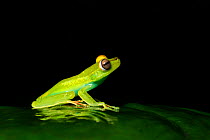 Red-webbed treefrog (Boana rufitela) reflected on leaf at night. Costa Rica.
