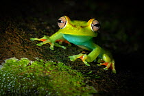 Red-webbed treefrog (Boana rufitela). Costa Rica.
