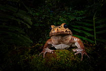 Smoky jungle frog (Leptodactylus pentadactylus) in lowland rainforest. Boca Tapada, Costa Rica.