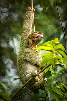 Brown-throated three-toed sloth (Bradypus variegatus). Manuel Antonio National Park, Costa Rica.