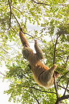 Hoffmann&#39;s two-toed sloth (Choloepus hoffmanni) climbing in trees. Manuel Antonio National Park, Costa Rica.