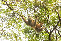 Hoffmann&#39;s two-toed sloth (Choloepus hoffmanni) climbing in trees. Manuel Antonio National Park, Costa Rica.
